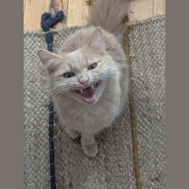 Photo of Possum Moo