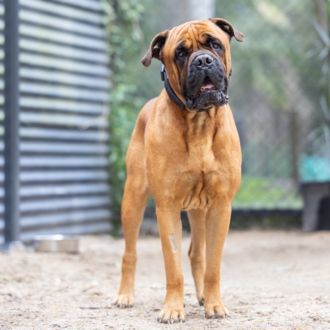 Photo of Odin