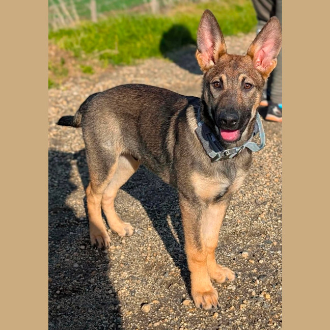 Photo of Bullet