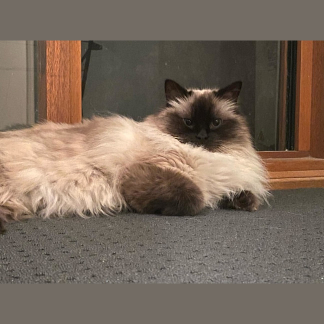 Photo of Bobby & Brown *9 Lives Project Rescue*