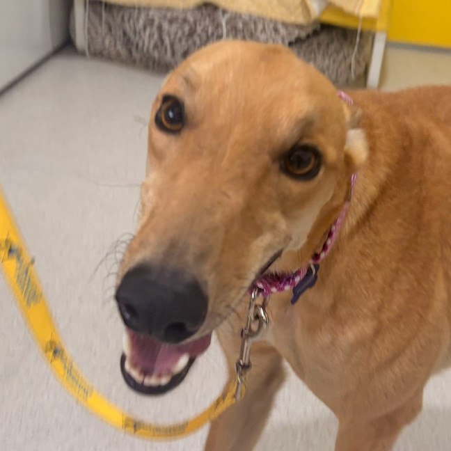 Photo of Cheeseburger The Greyhound