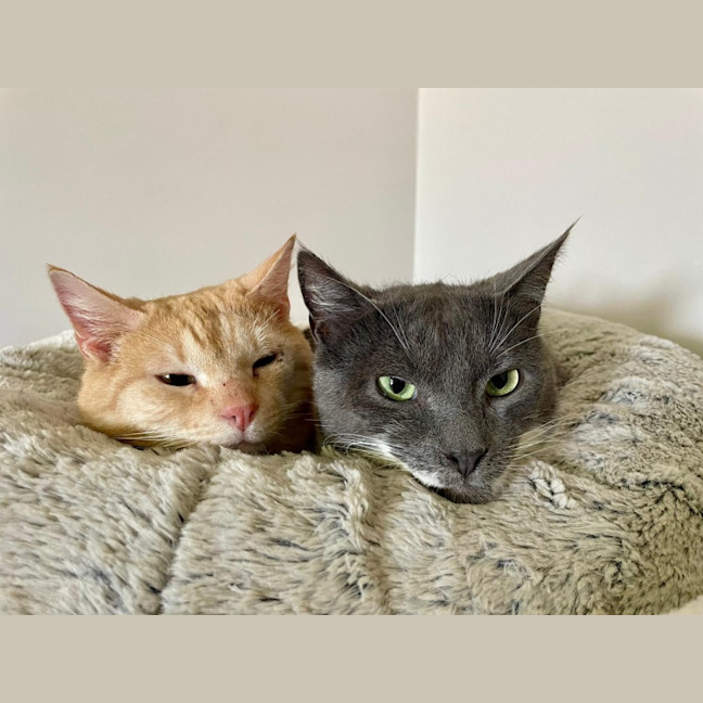 Photo of Christian Grey