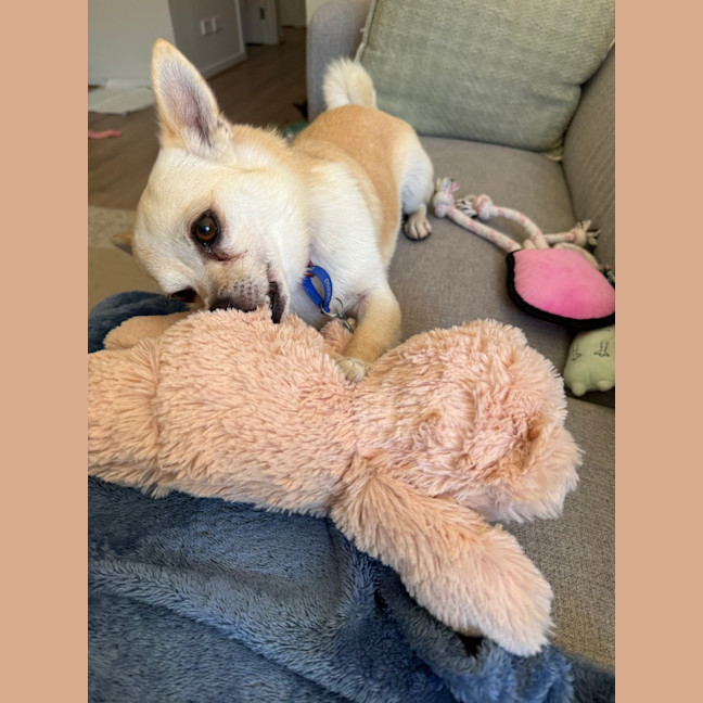 Photo of Snoopy