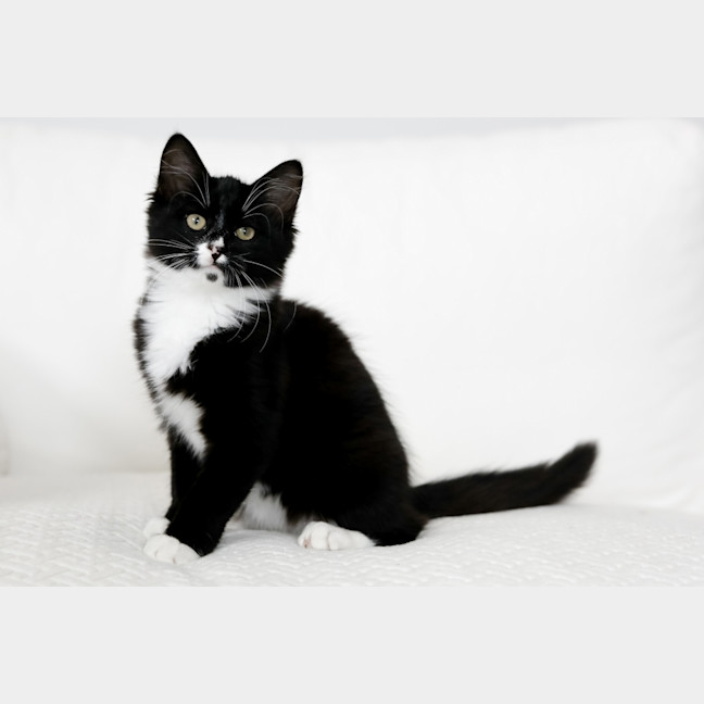 Photo of Mavis