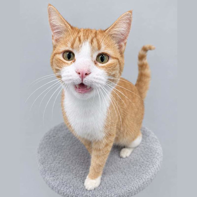 Photo of Waffles