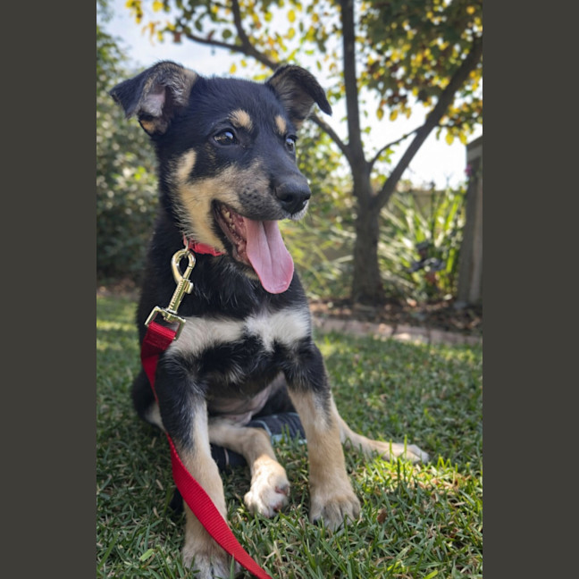 Photo of Dragonfruit 