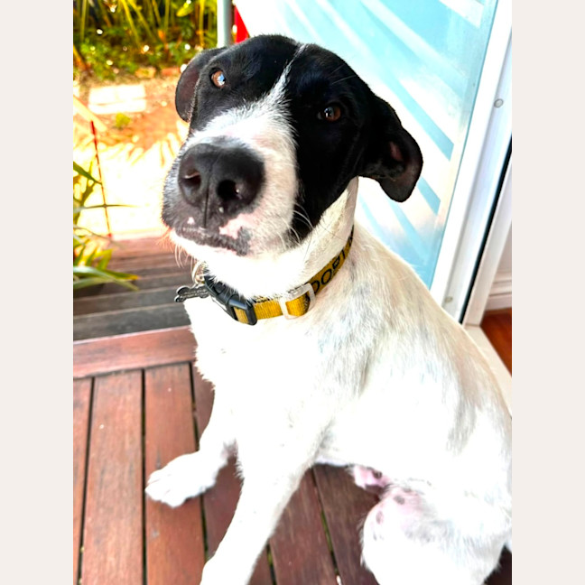 Photo of Buster