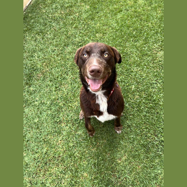Photo of Ace