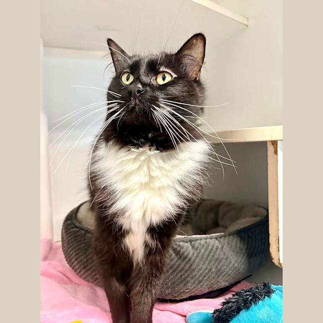 Photo of Serafina