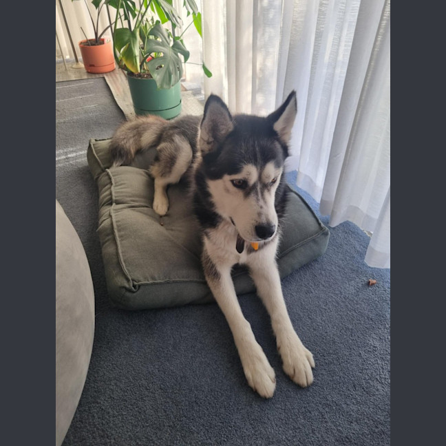 Photo of Chief