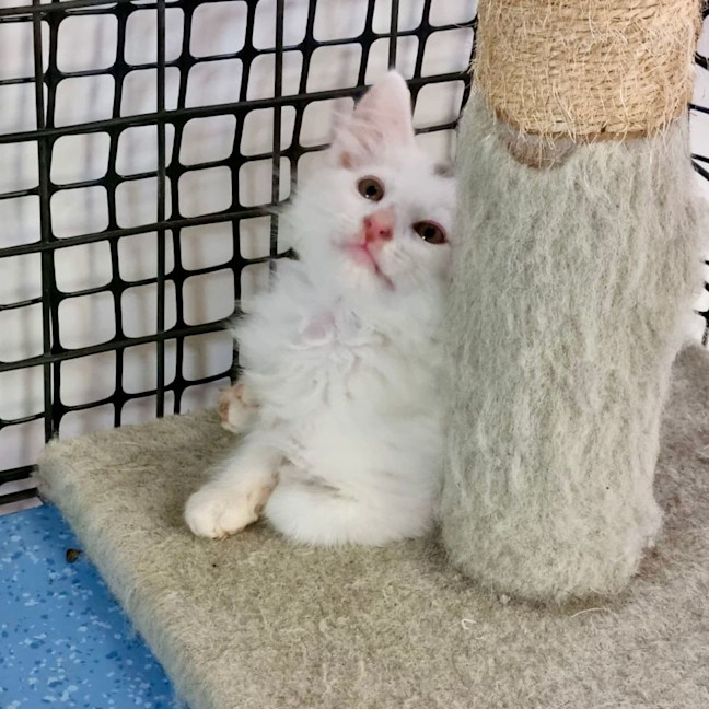 Photo of Captain Fantastic