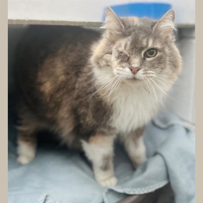 Photo of Sooty Puss