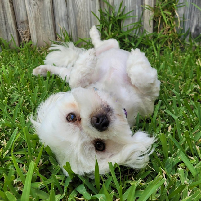 Photo of Daisy