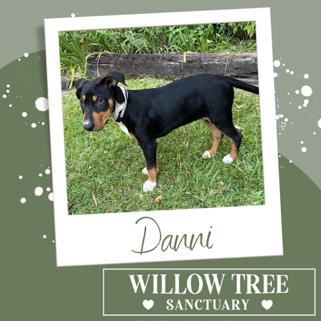 Photo of Danni