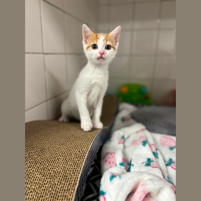 Photo of Apricot