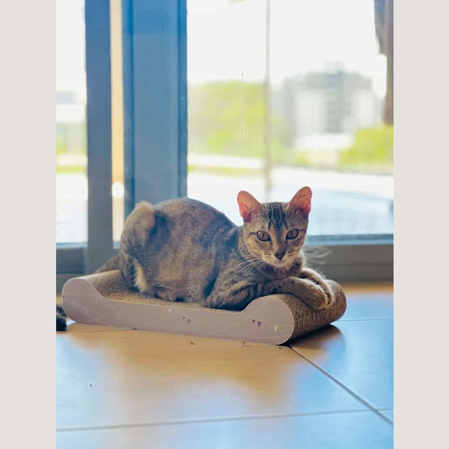 Photo of Star