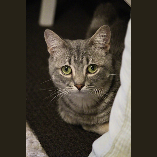 Photo of Dusty
