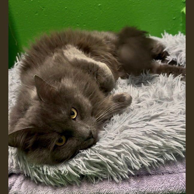 Photo of Aragorn