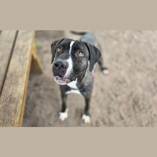 Photo of Oreo