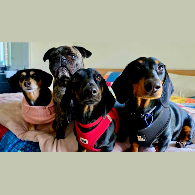 Photo of Johnny   1 Year Old Dachshund