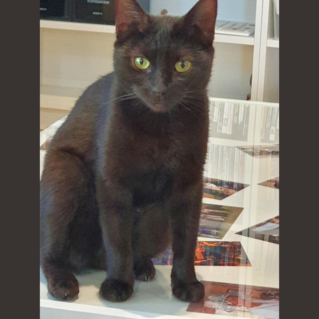 Photo of Gamora **2nd Chance Cat Rescue**