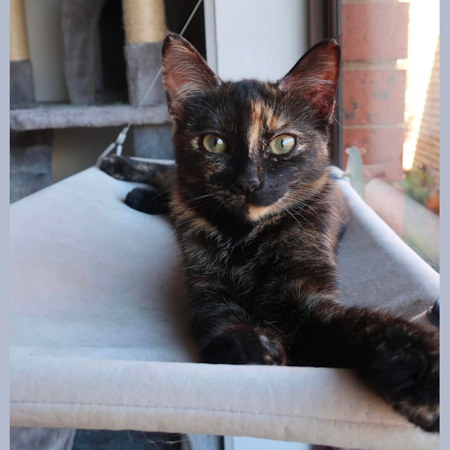 Photo of Diet Dr Pepper