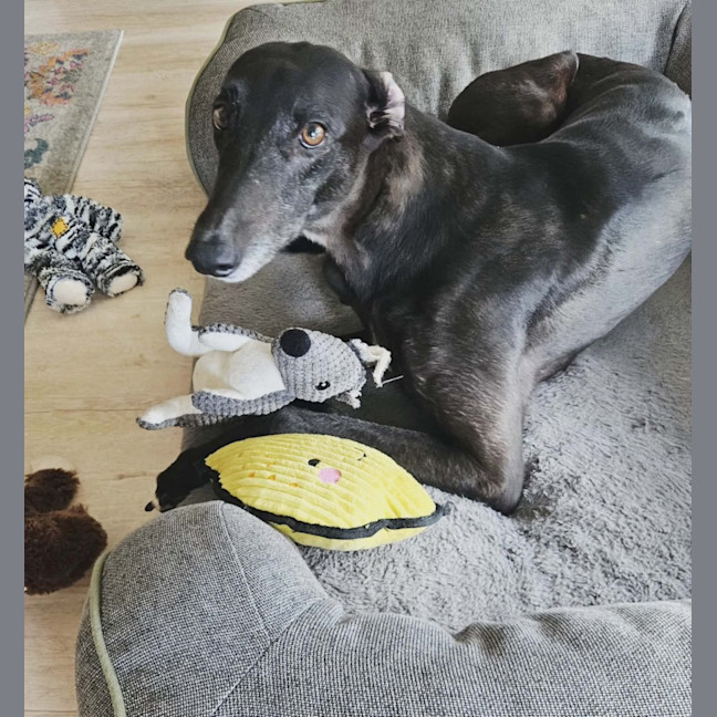 Photo of Zara, The Greyhound