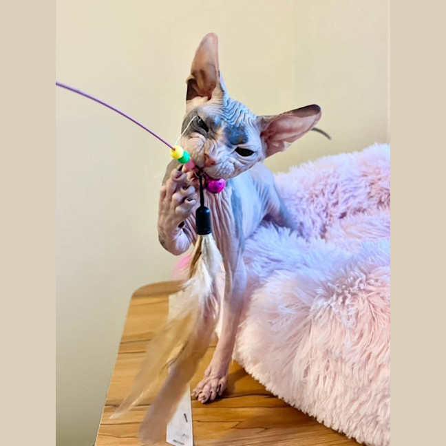 Photo of Echo (Was Roxanne)