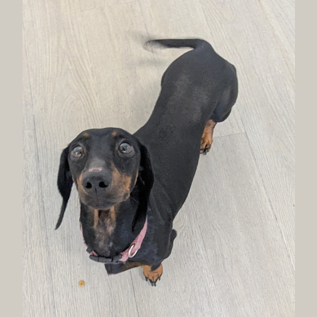 Photo of Roxy
