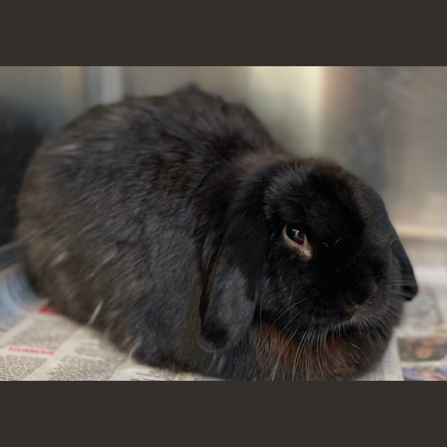 Photo of Snowy & Charlie