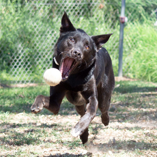 Photo of Hunter