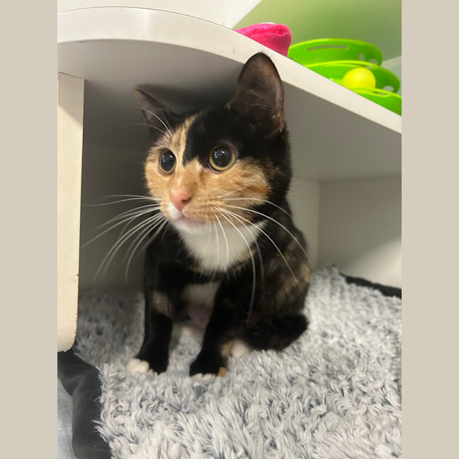 Photo of Chickpea