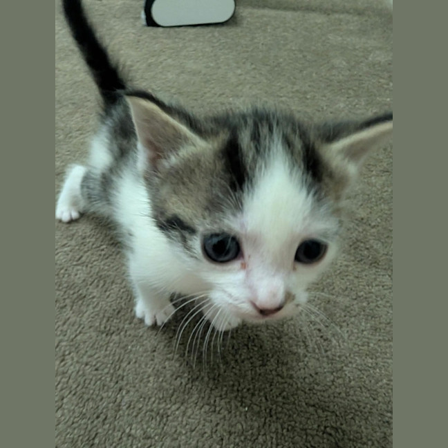 Photo of Lemon