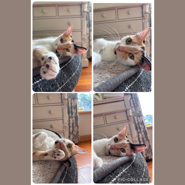 Photo of Clementine 