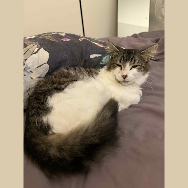 Photo of Atlas