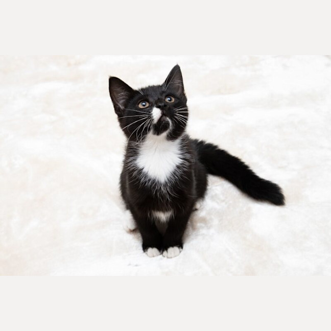 Photo of Octavia