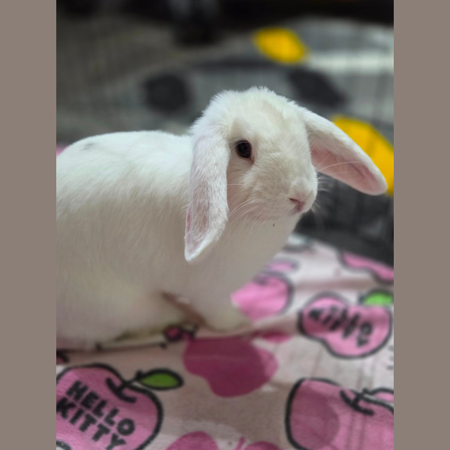 Photo of Gidget 