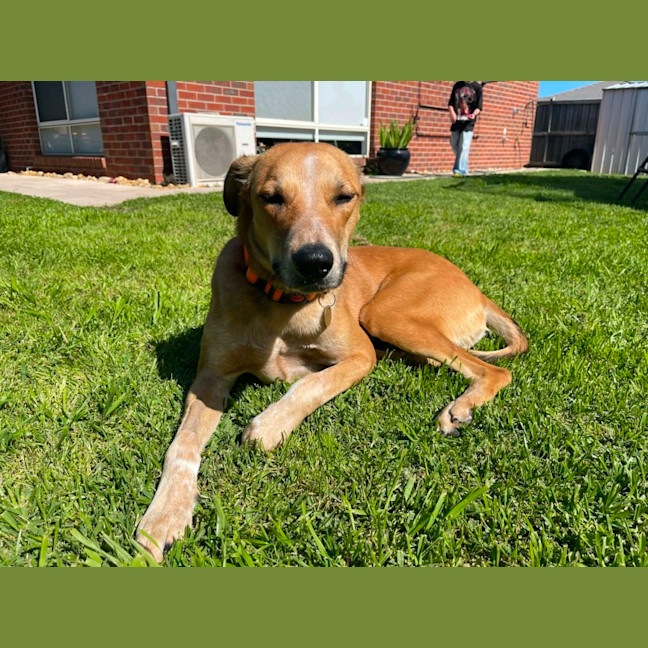 Photo of Banjo Kazooie