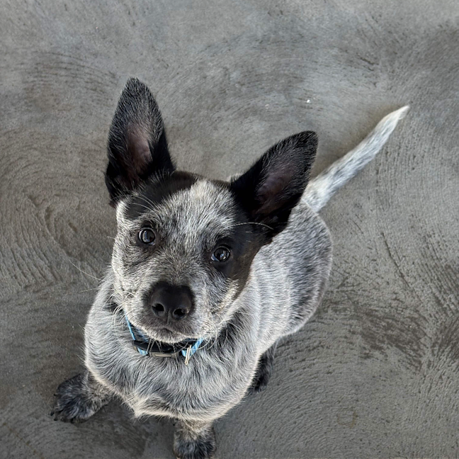 Photo of Bud