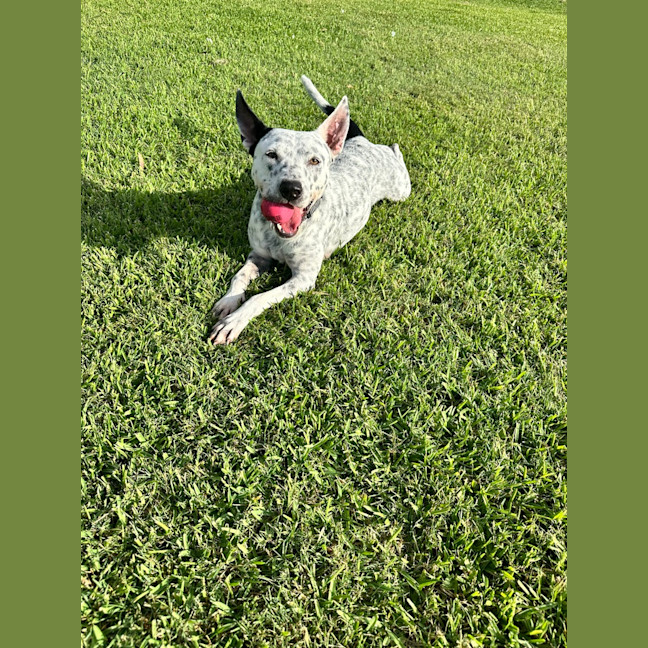 Photo of Cooper