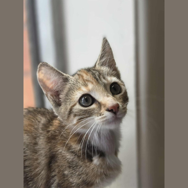 Photo of Toffee   In Foster Care In Healsville