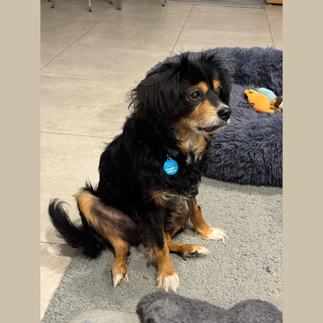 Photo of Sir Battenberg