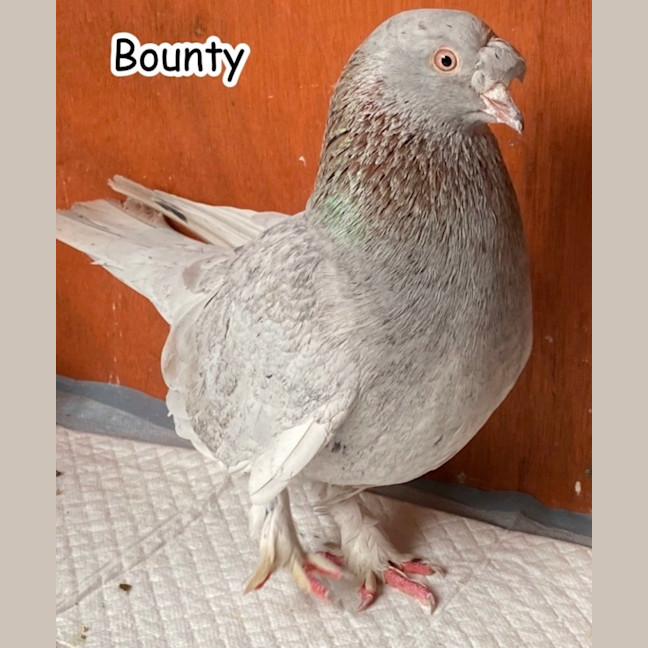 Photo of Bounty