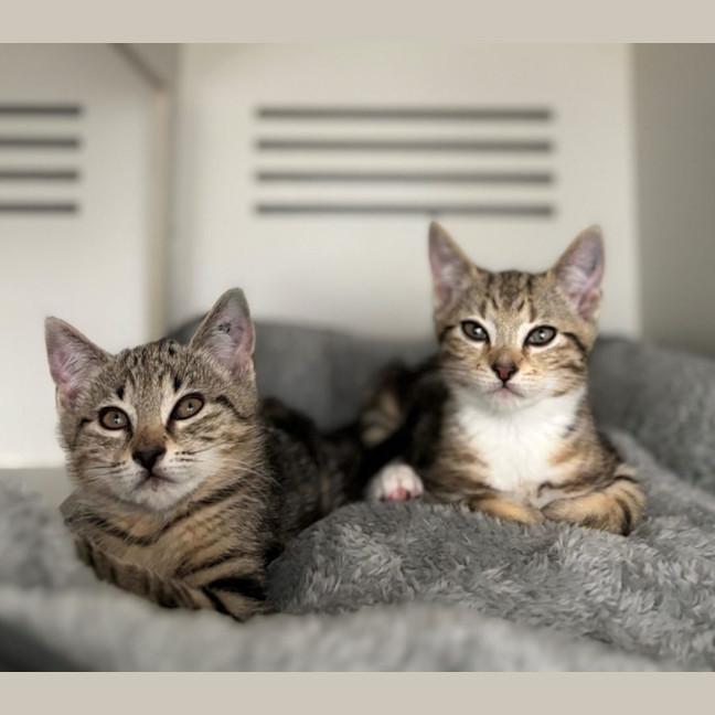 Photo of Crumble & Doughie  Meet Us @ Petstock Double Bay!