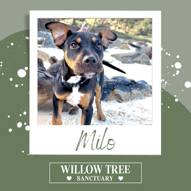 Photo of Milo