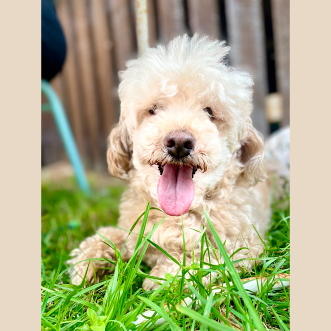 Photo of Molly & Benji