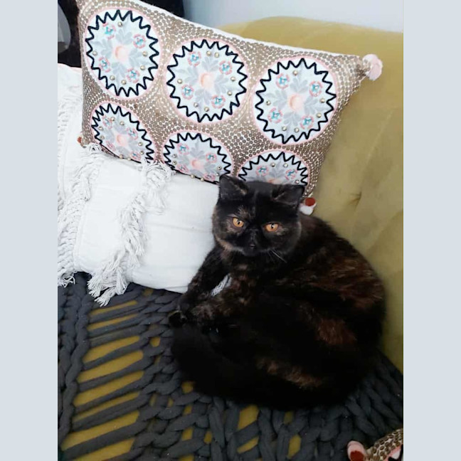 Photo of 🐾Flow🐾