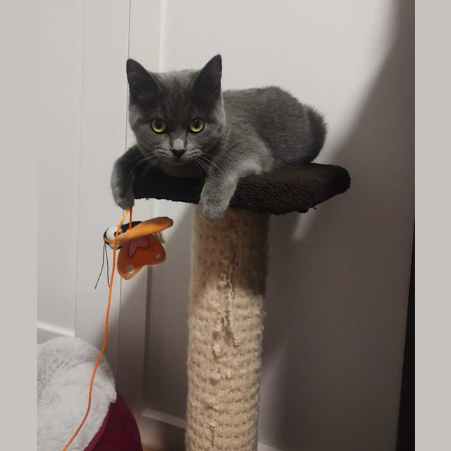 Photo of Luna (Bonded To Mya)