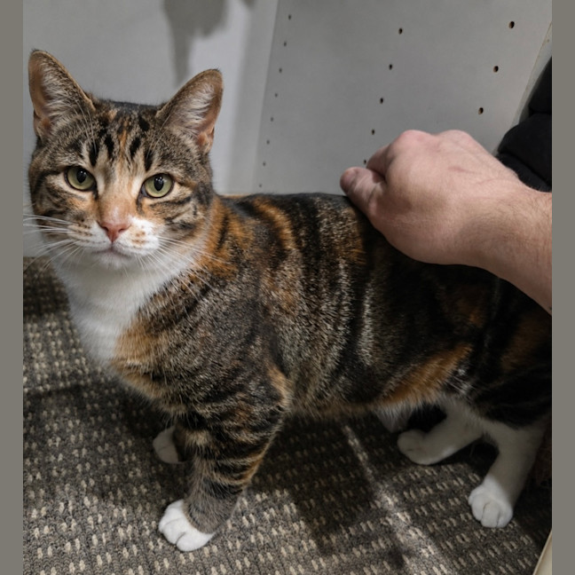 Photo of Syrup   6 Year Old Domestic Short Hair