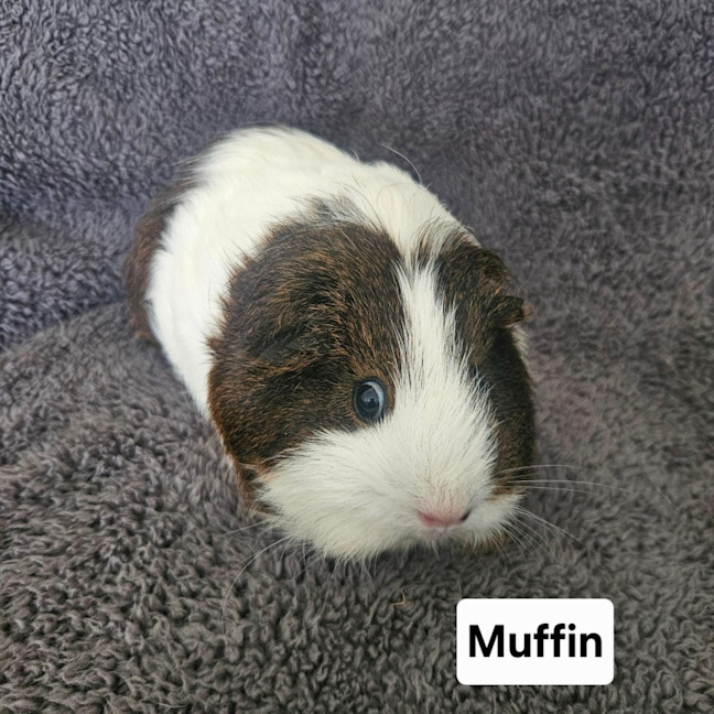 Photo of Muffin 